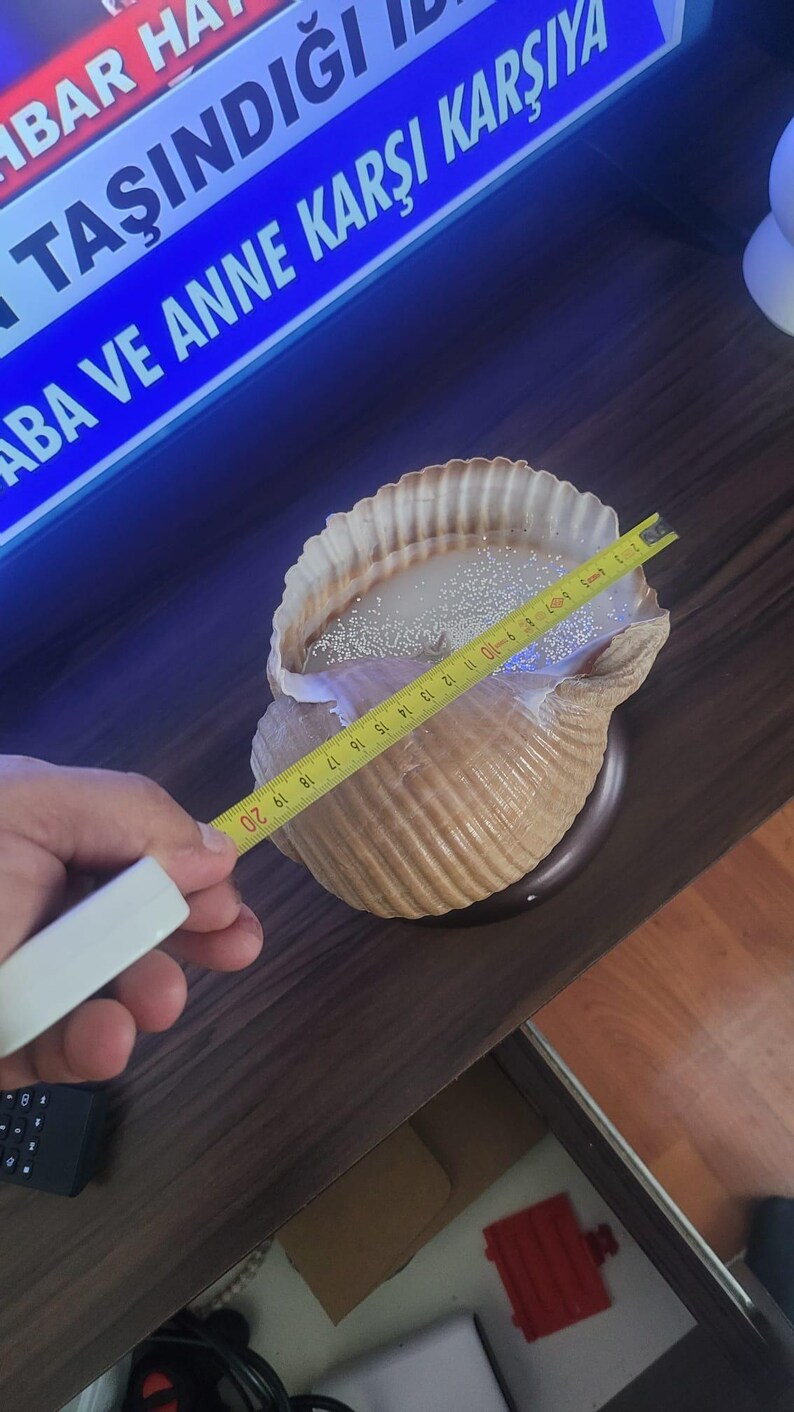 The One of a Kind Rare Giant Seashell Candle Luxury Ocean Decor Homeartparis production