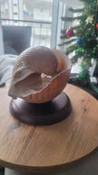 The One of a Kind Rare Giant Seashell Candle Luxury Ocean Decor Homeartparis production