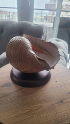 The One of a Kind Rare Giant Seashell Candle Luxury Ocean Decor Homeartparis production