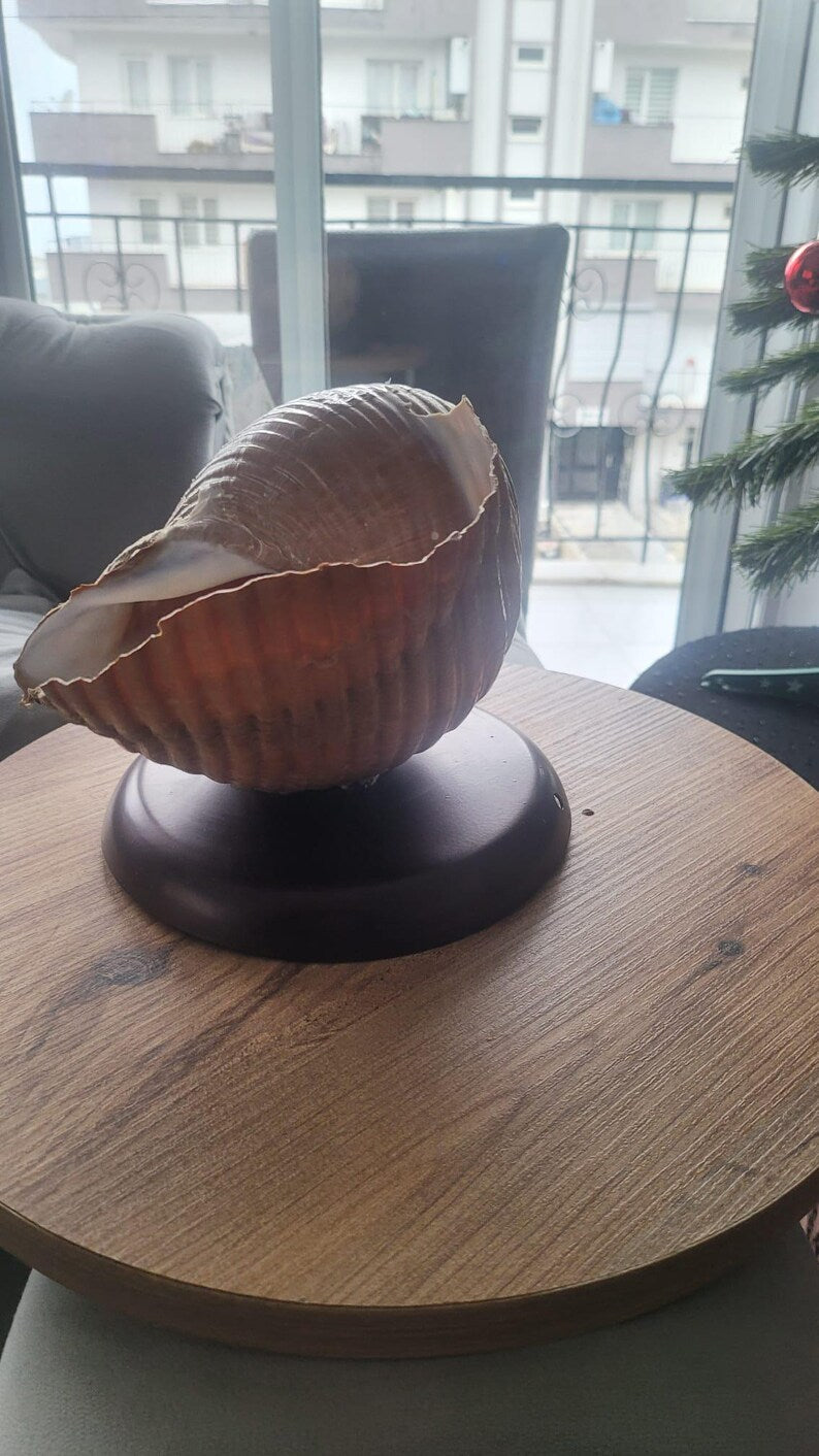 The One of a Kind Rare Giant Seashell Candle Luxury Ocean Decor Homeartparis production