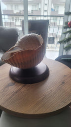 The One of a Kind Rare Giant Seashell Candle Luxury Ocean Decor Homeartparis production