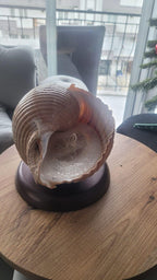The One of a Kind Rare Giant Seashell Candle Luxury Ocean Decor Homeartparis production