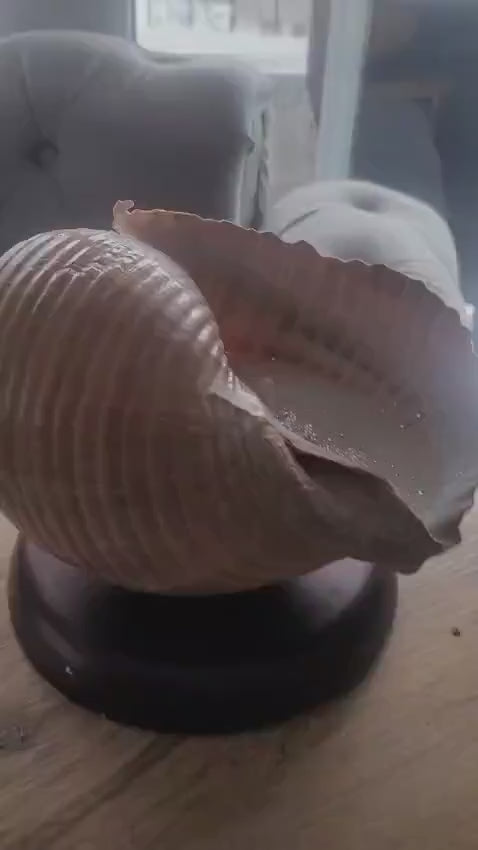 The One of a Kind Rare Giant Seashell Candle Luxury Ocean Decor Homeartparis production